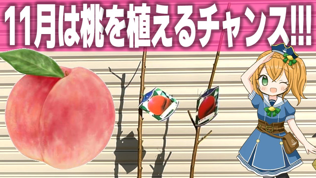 【初心者向け】11月に植えると根はりが違う🍑桃の鉢植えスタートガイド🍑 #テゾロ農園団 #桃の育て方 #桃栽培 #家庭菜園 #果樹栽培
