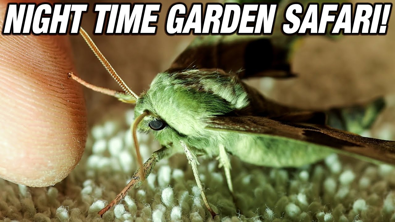 Night-time Garden Safari! Moths and Insects of the UK.
