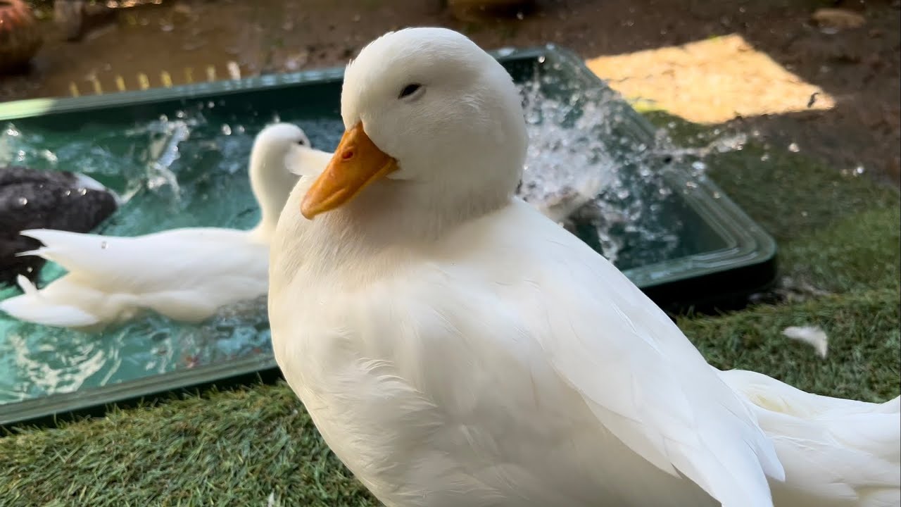 ピコちゃんと背後の騒がしいコールダック達。Piko and our noisy call ducks behind.