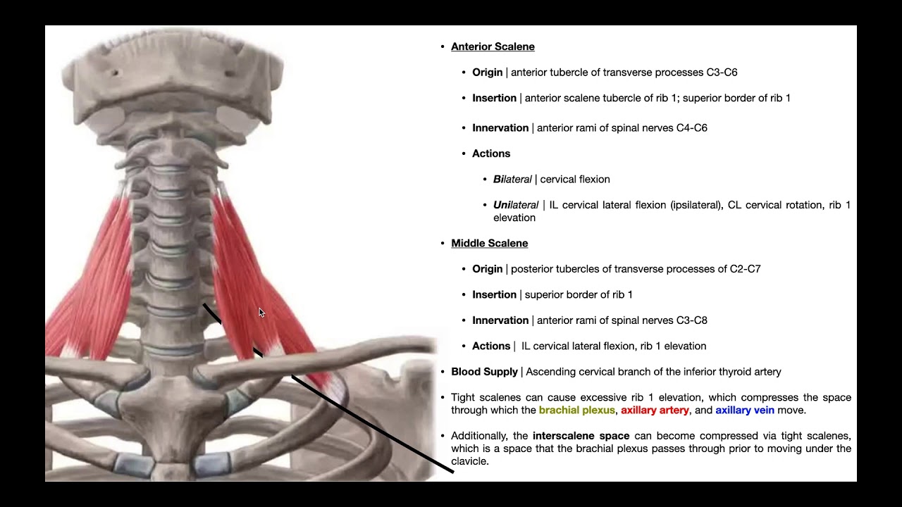 Mechanism of Thoracic Outlet Syndrome [Anatomical Approach]