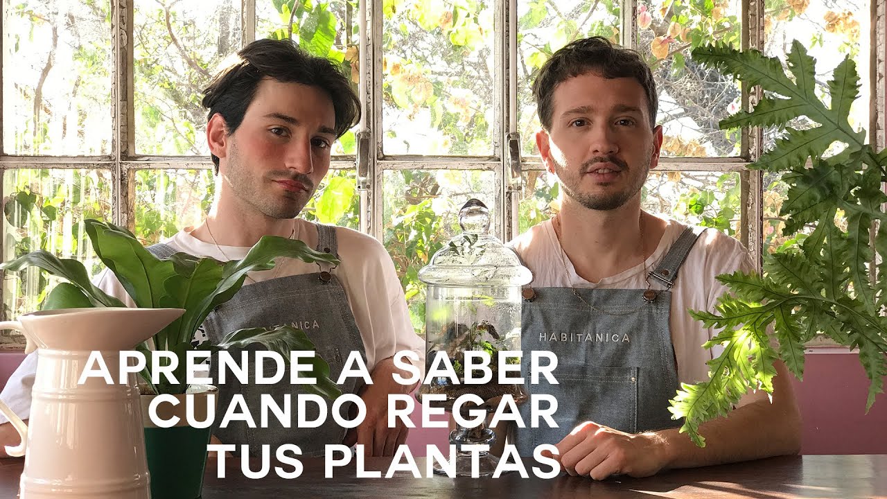 Cu&aacute;ndo y C&oacute;mo Regar tus Plantas de Interior💧 &iexcl;Plantas Fuertes y Sanas!