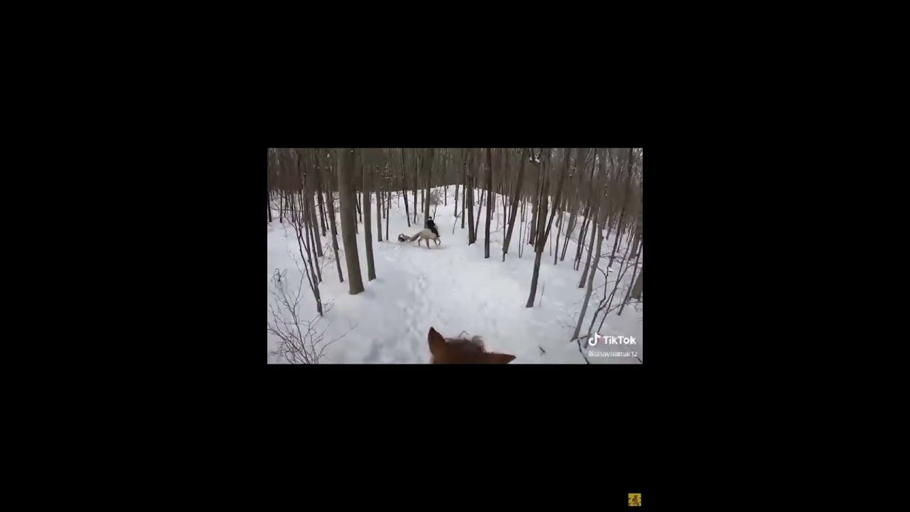 Horse gets scared of dogs