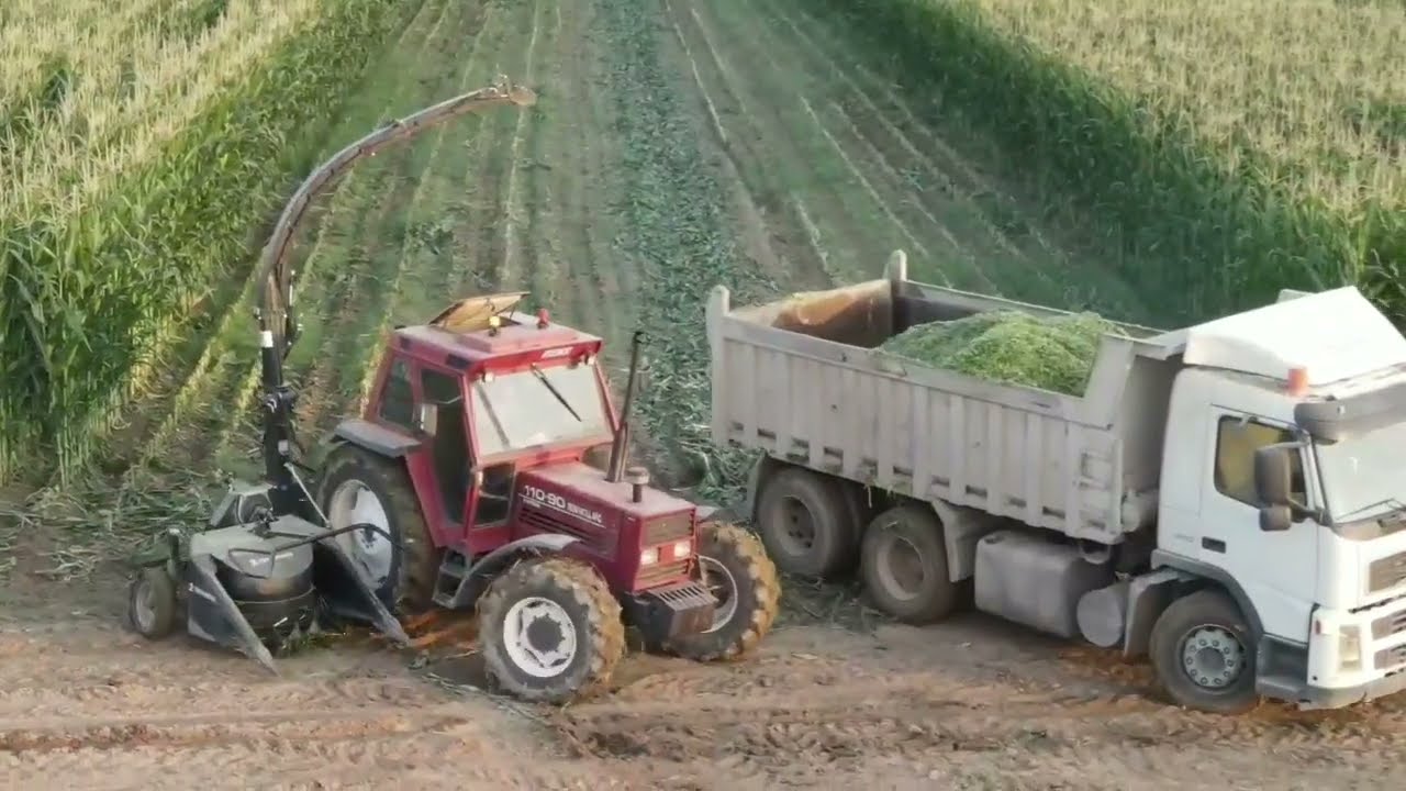سيلاج ذرة من اربيل 🌽🌽