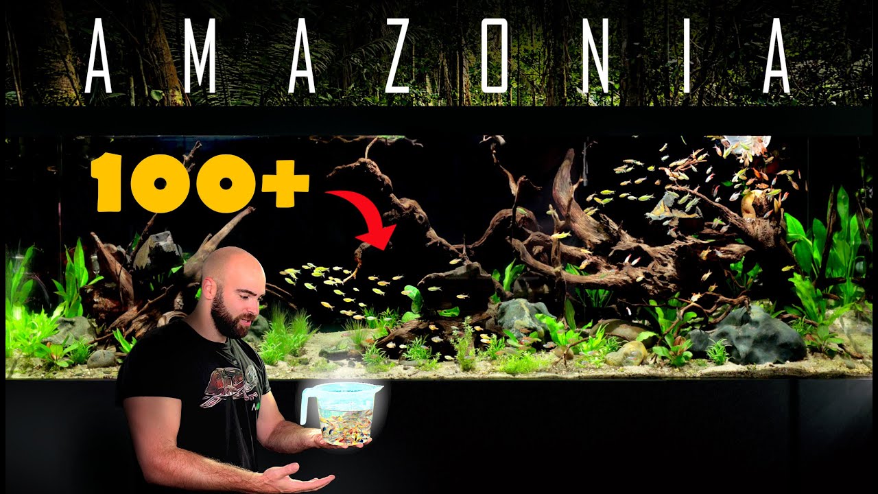 BUILDING "AMAZONIA" PT4: 100+ FISH ADDED to 8FT AQUARIUM