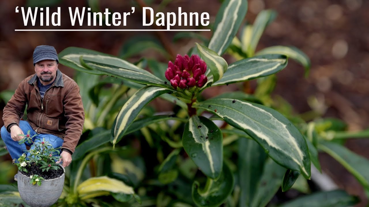 Wild Winter Daphne - Container Planting