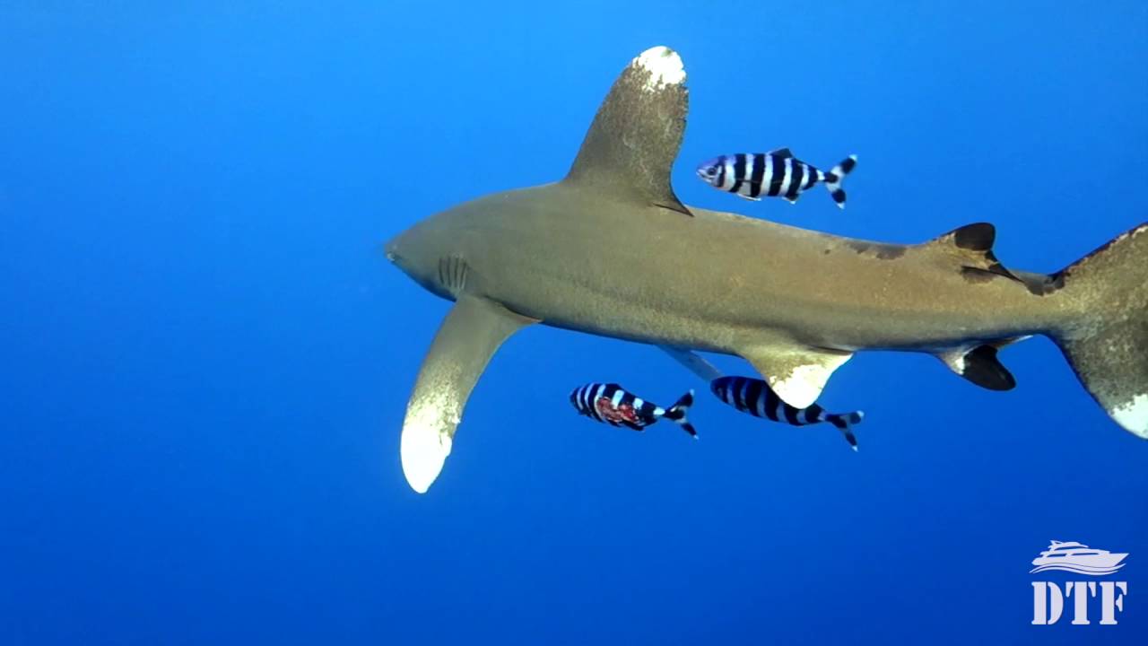 Best of the Red Sea - Brothers/Daedalus/Elphinstone