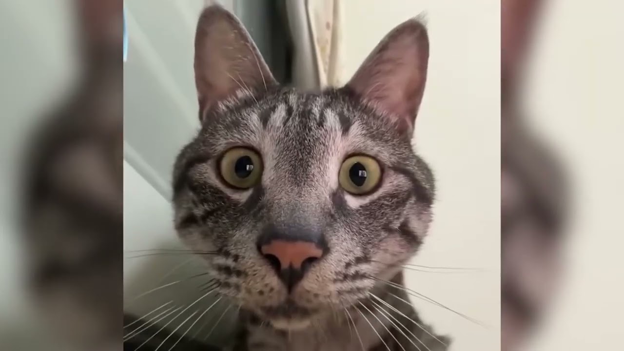 Caught on Camera: The Cutest Aniaml Moments Ever! 📸 #41