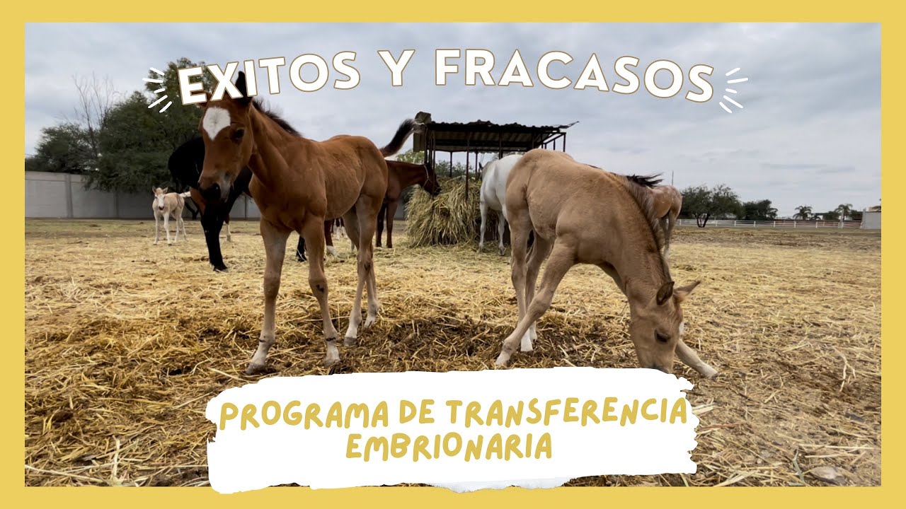 Transferencia Embrionaria Equinos -Éxitos y Fracasos