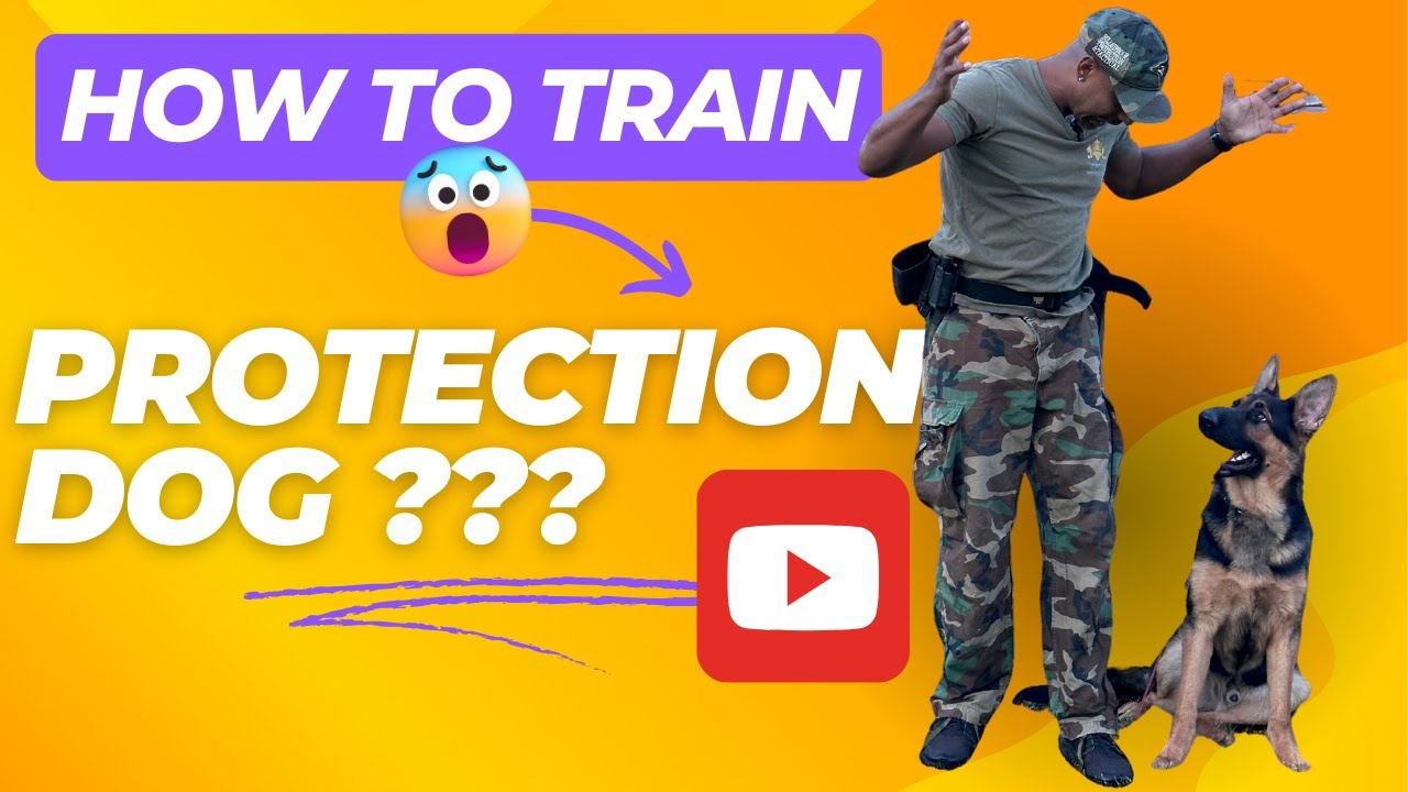 Training a Family Protection Dog Starting with a 8 month old German Shepherd, is it possible?