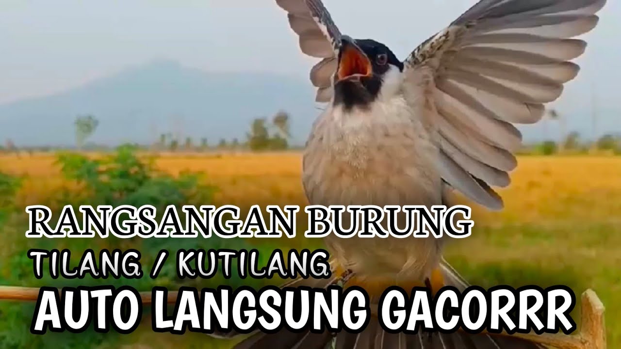 Suara Burung Kutilang Asli Pikat Juara Memanggil Lawan Agar Bunyi