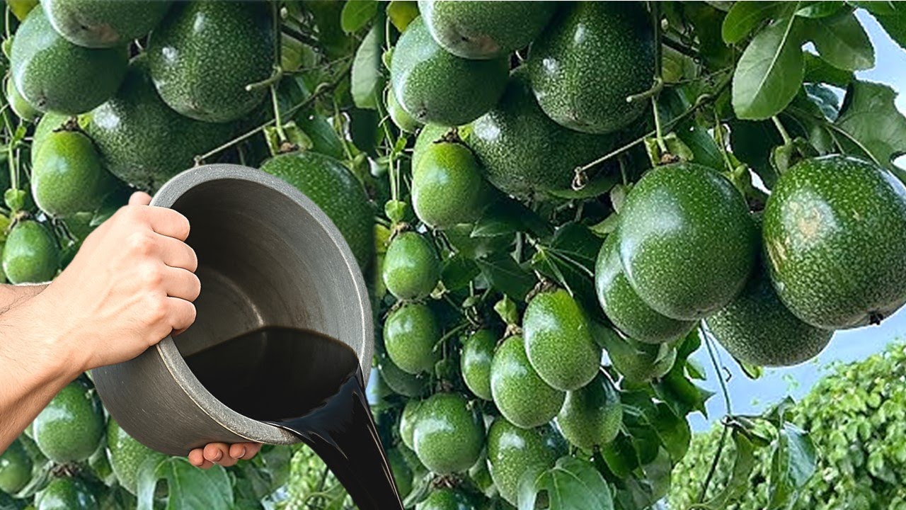 ESSE ADUBO FAZ SEU P&Eacute; DE MARACUJ&Aacute; EXPLODIR EM FRUTOS!
