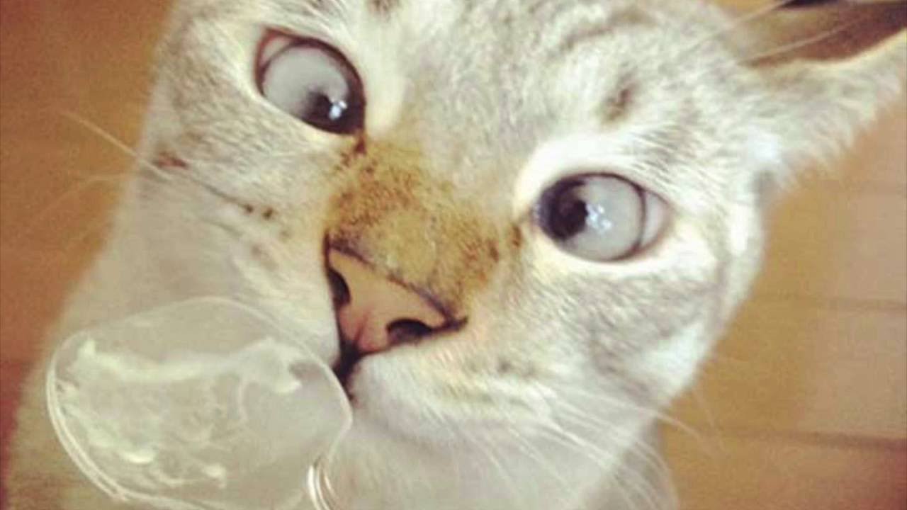 Por qu&eacute; tu gato abre la boca cuando olfatea algo? reflejo de flehming