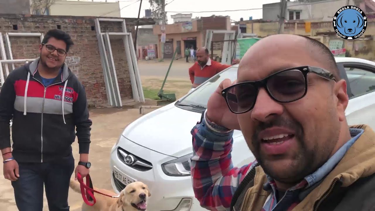 Pet care - Is Labrador Retrievers Dangerous? Or Safe For Family? BholaShola | Harwinder Singh Grewal