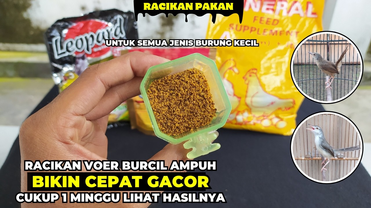 COBA 1 MINGGU DAN LIHAT HASILNYA❗RACIKAN VOER PENGGACOR SEMUA JENIS BURCIL PALING AMPUH❗