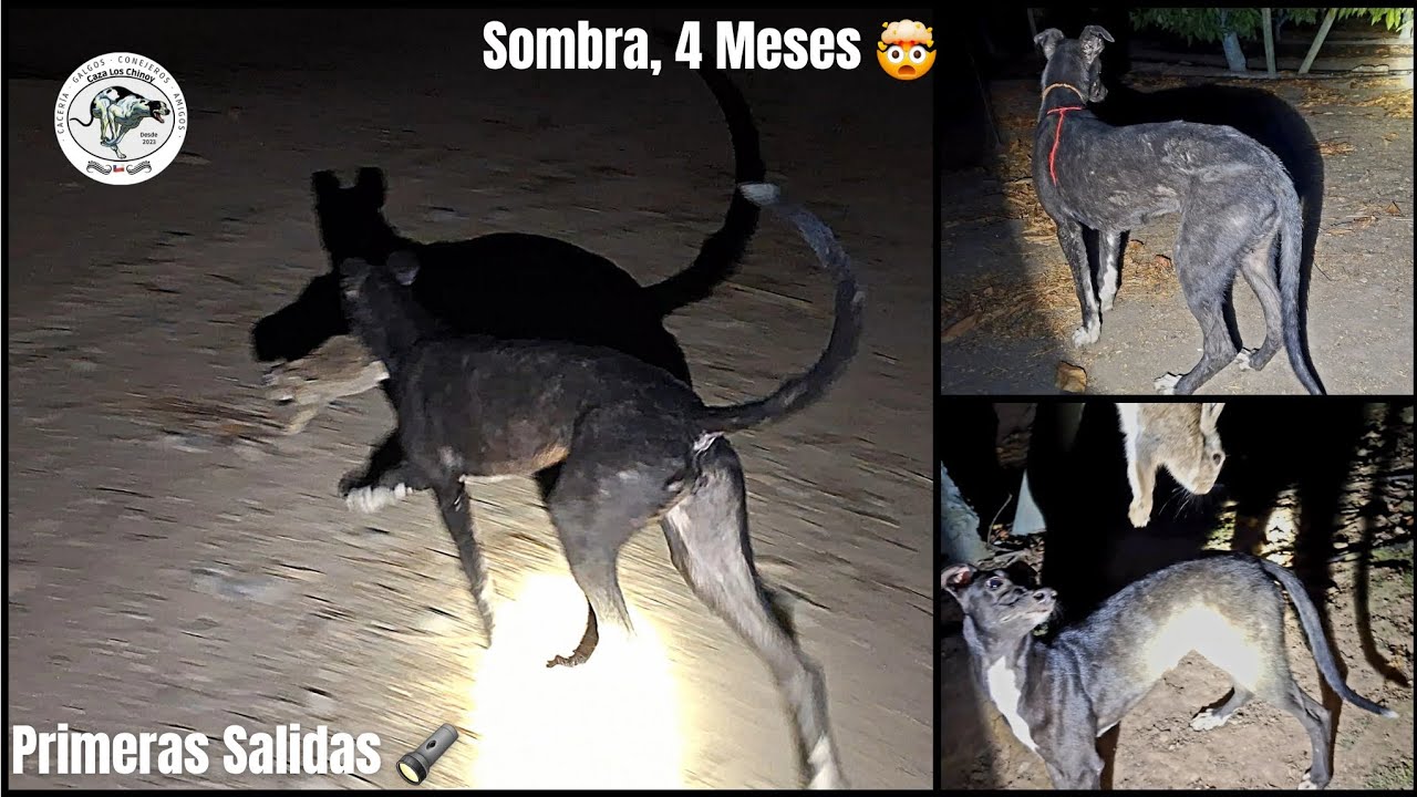 2025 CACERÍA NOCTURNA con la SOMBRA 🔦 #caceria #hunting #galgo #perrosdecaza #caceriaconperros