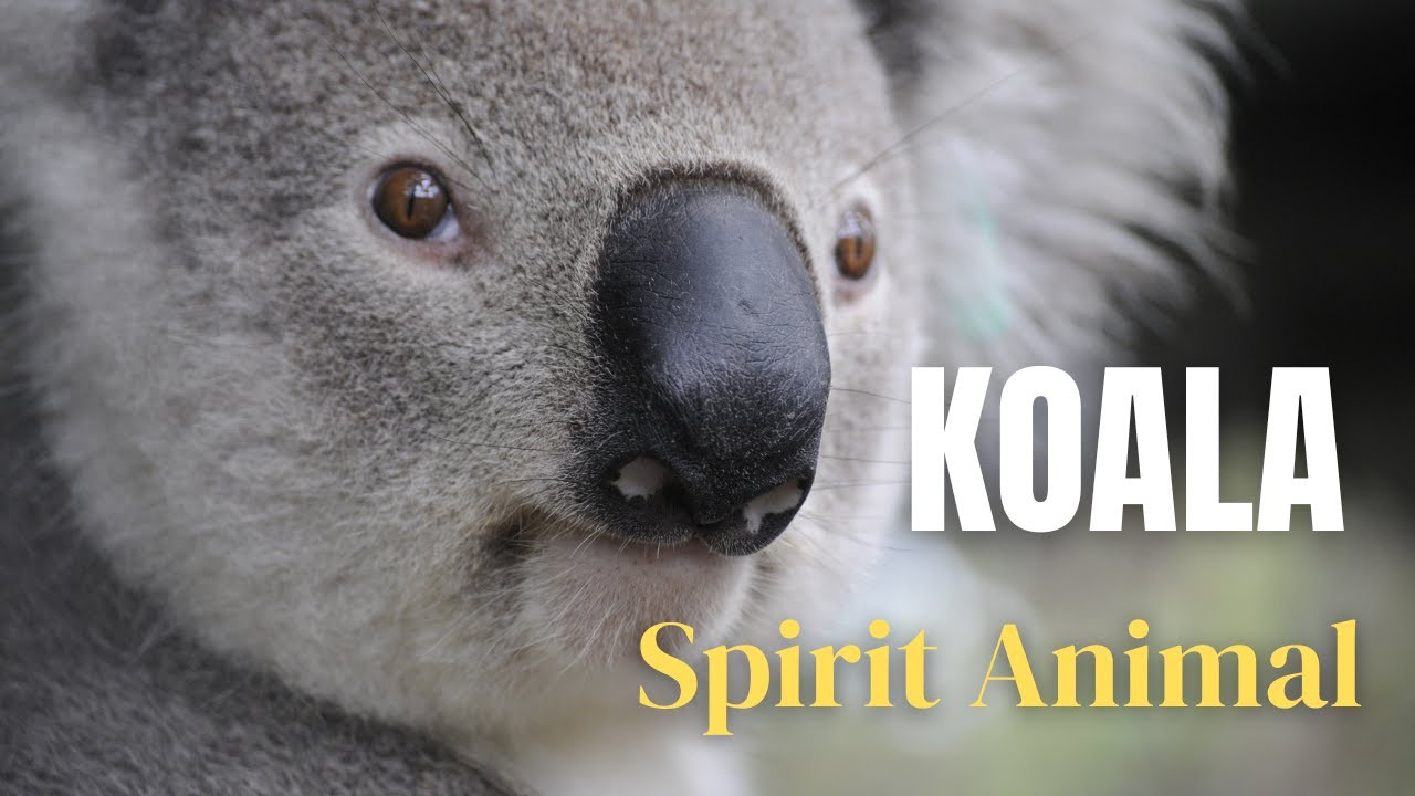 What Does a KOALA Spirit Animal Means and Symbolize?