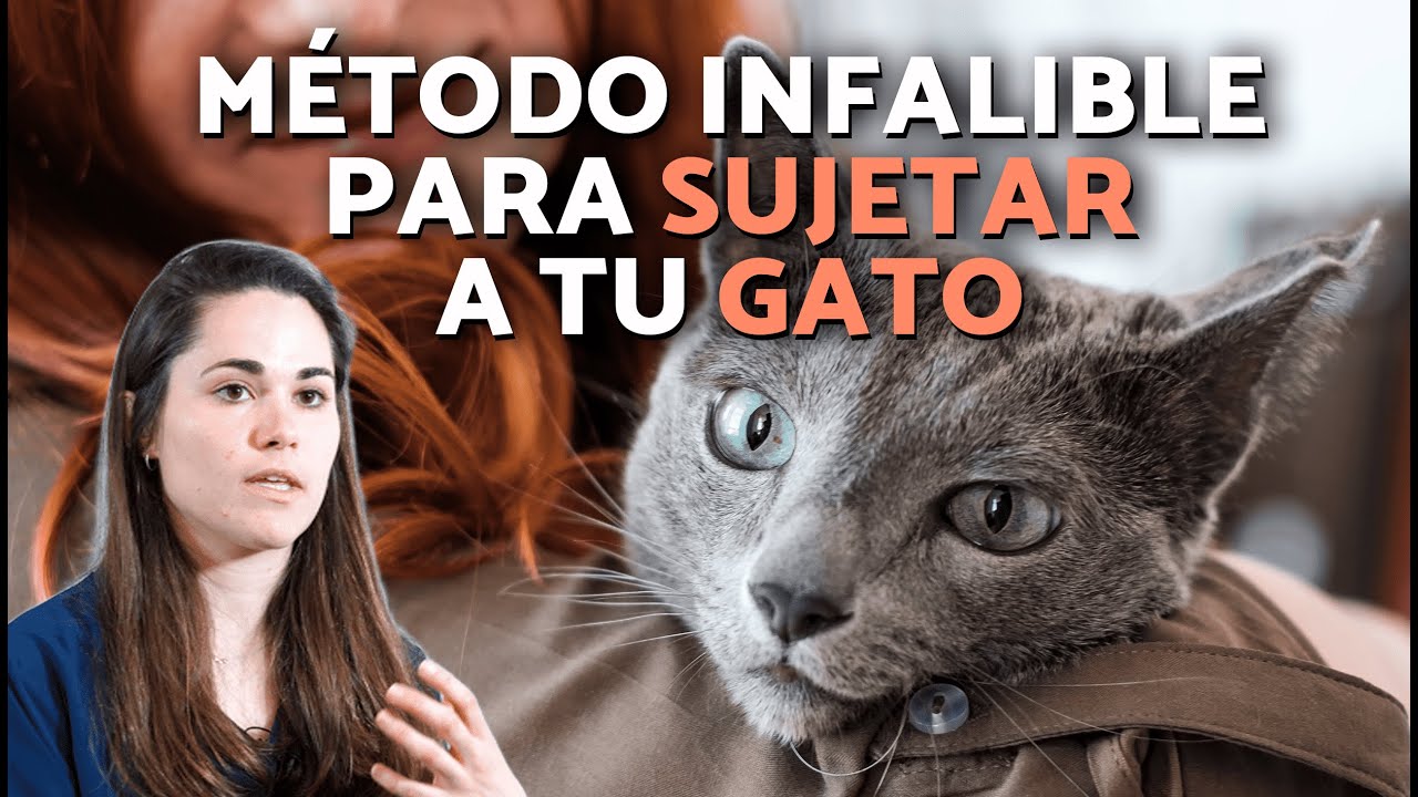 ¿Cómo AGARRAR a un GATO correctamente? 🙀 Hazlo así para que NO SE MUEVA