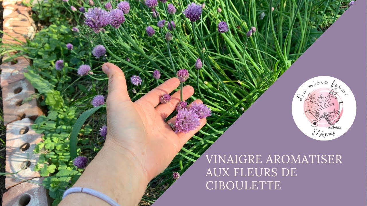 VINAIGRE aromatiser aux fleurs de CIBOULETTE | RECETTE | Vlog