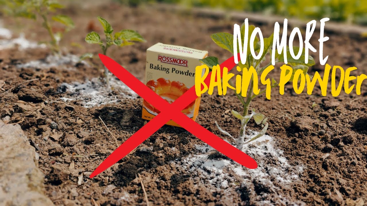 How Using Of Baking Soda Can Destroy Your Whole Garden| Please Stop Using Baking Soda In Garden.