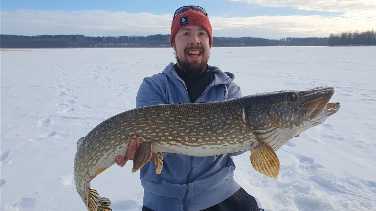 Nautiskelemassa kevätsäästä ja suurista kaloista | Ismete | Hauenkalastus