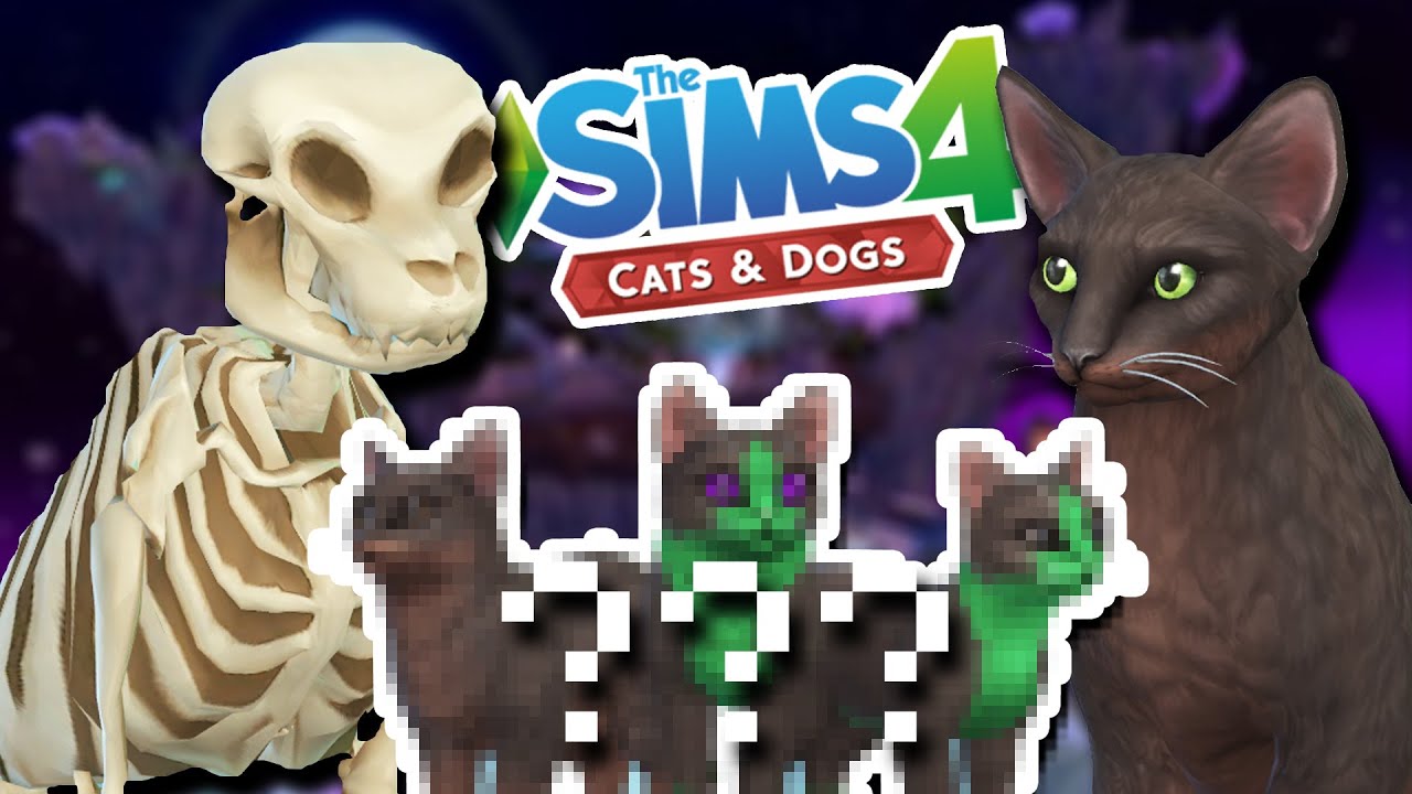 Помёт котят-скелетов?! 💀💕🐱