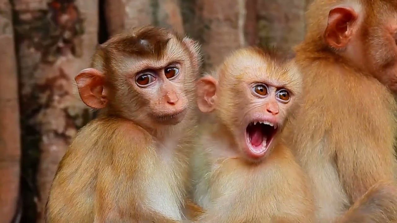 POOR AND TINY CUTE ABANDONED CRY LOUD BY SCARY.. AB WILDLIFE