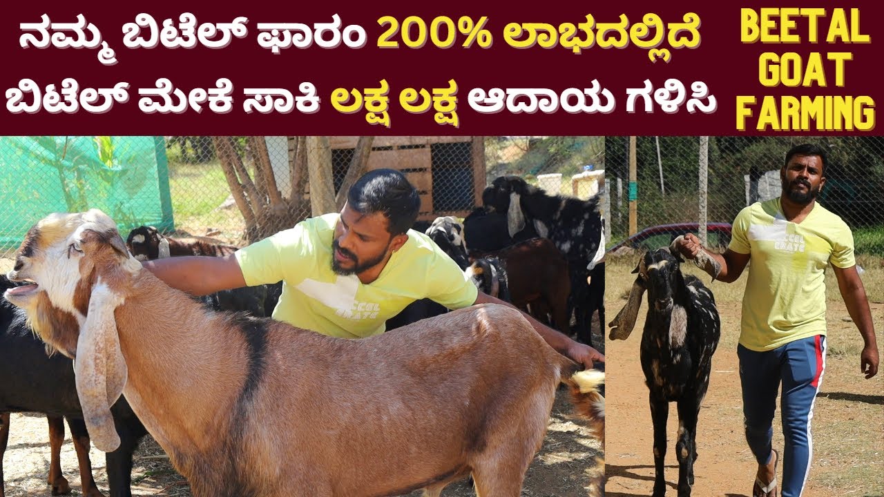 ಬೀಟಲ್ ಸಾಕಾಣಿಕೆ 200% ಲಾಭದಾಯಕವಾಗಿದೆ👉Beetal ಸಾಕಿ ಲಕ್ಷ ಲಕ್ಷ ಲಾಭಗಳಿಸಿ |Beetal Main Breeders Goat Farming