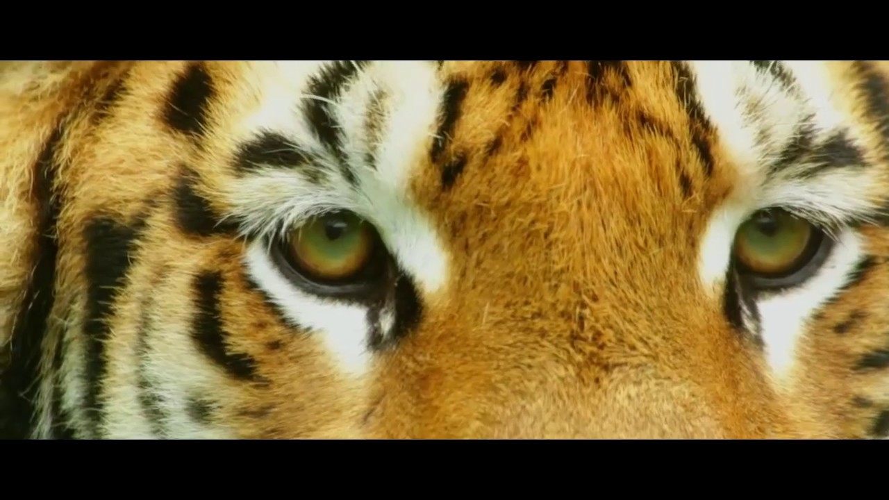 Profumo di natura - Nick Tempest (Video Version)