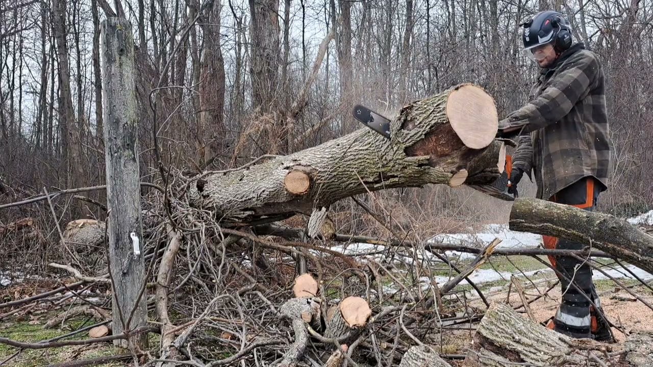 Can I drop a tree between two fence posts?