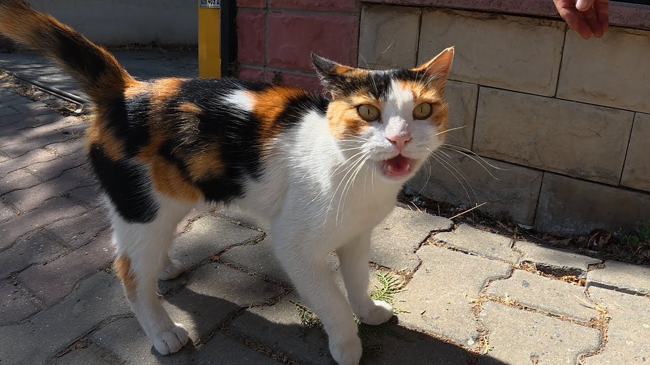 Stray cat Mia always greets me with lots of meows!