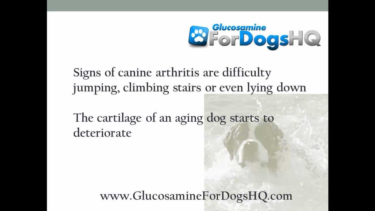 Is Human Glucosamine Okay for Dogs?