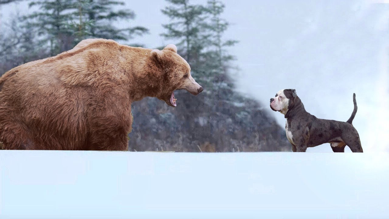 Animals Messed With The Wrong Opponent