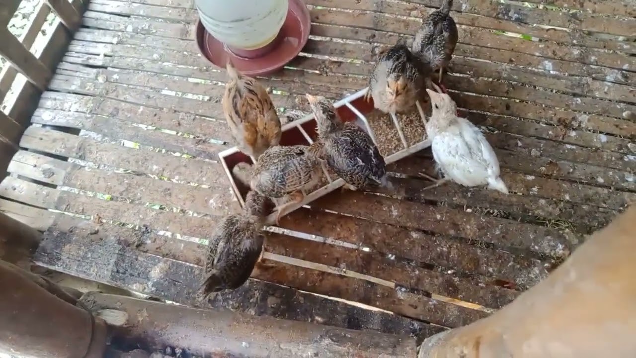 SA tuwing umaga pagpapatuka o pagpapakain Ng ating mga alagang manok.