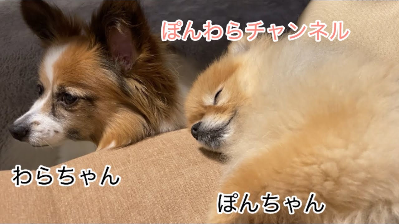 【ポメラニアンとパピヨン】ぽん吉🐶わらび🐶の平日の過ごし方#パピヨン #ポメラニアン