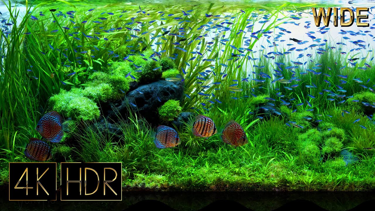 [Wide] Breath of Summer | Aquascape • Fixed 3hours 4K HDR 60fps Real Aquarium • Water sound