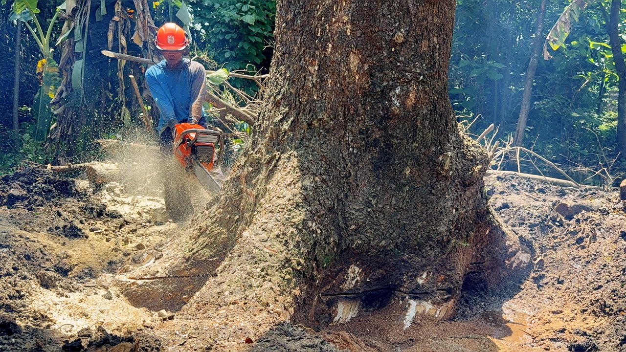 Come Out Of The Water Until It Drains! The Biggest Trembesi Logging This Month!
