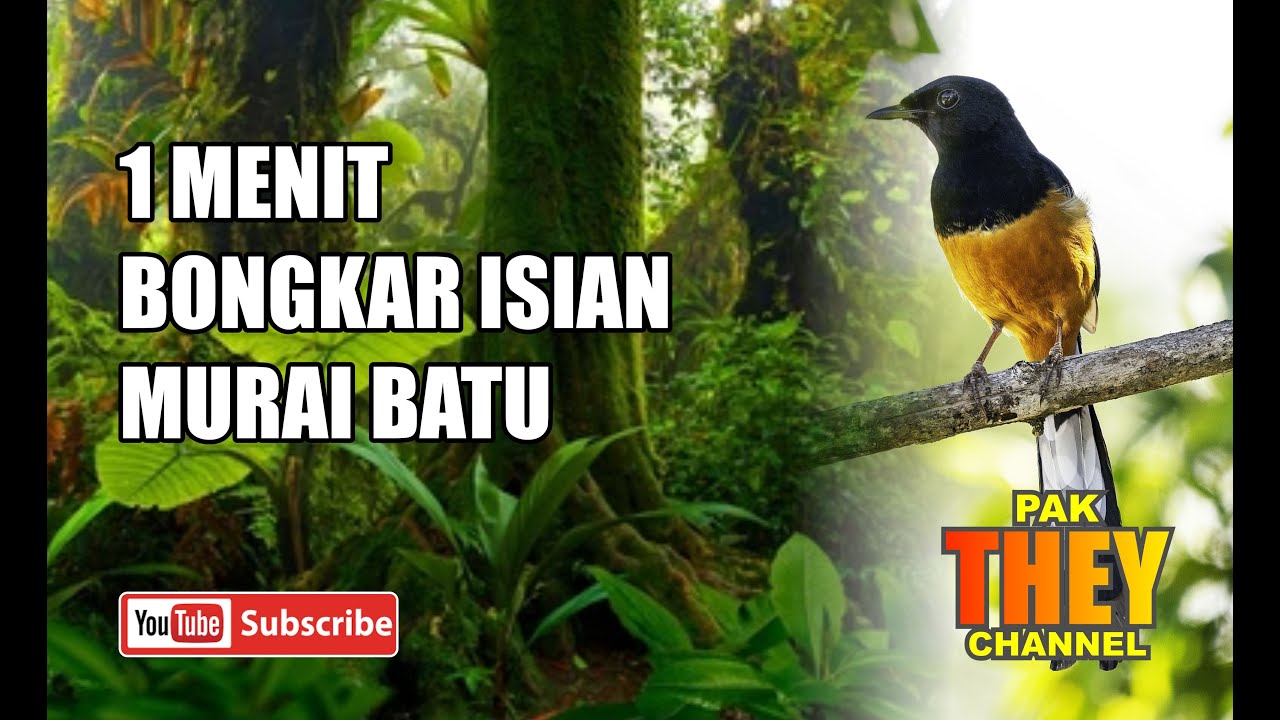 COBA 1 MENIT SAJA, MURAI BATU APAPUN PASTI AKAN NYAUT DAN BONGKAR ISIAN