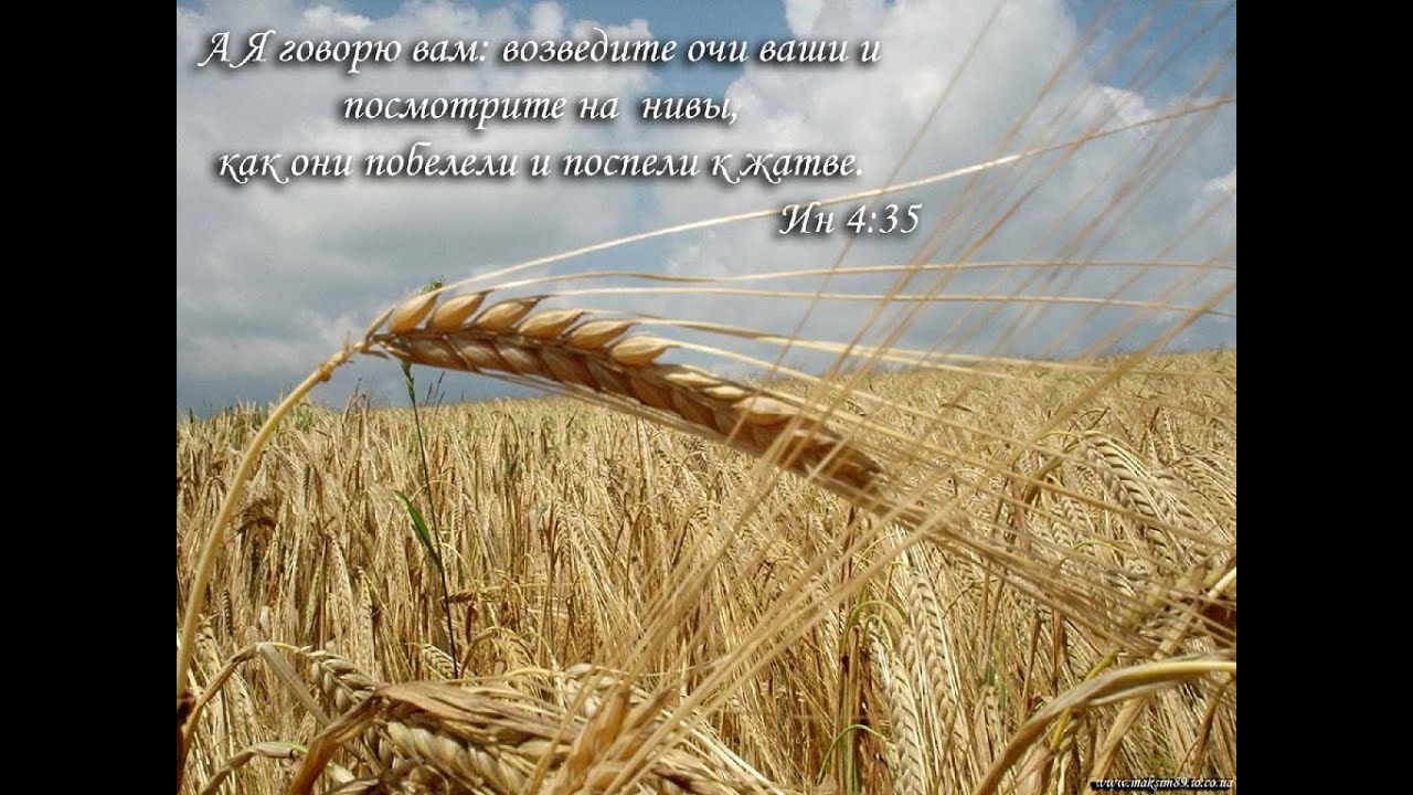 ЗДЕСЬ И ТАМ ПОЛЯ БЕЛЕЮТ