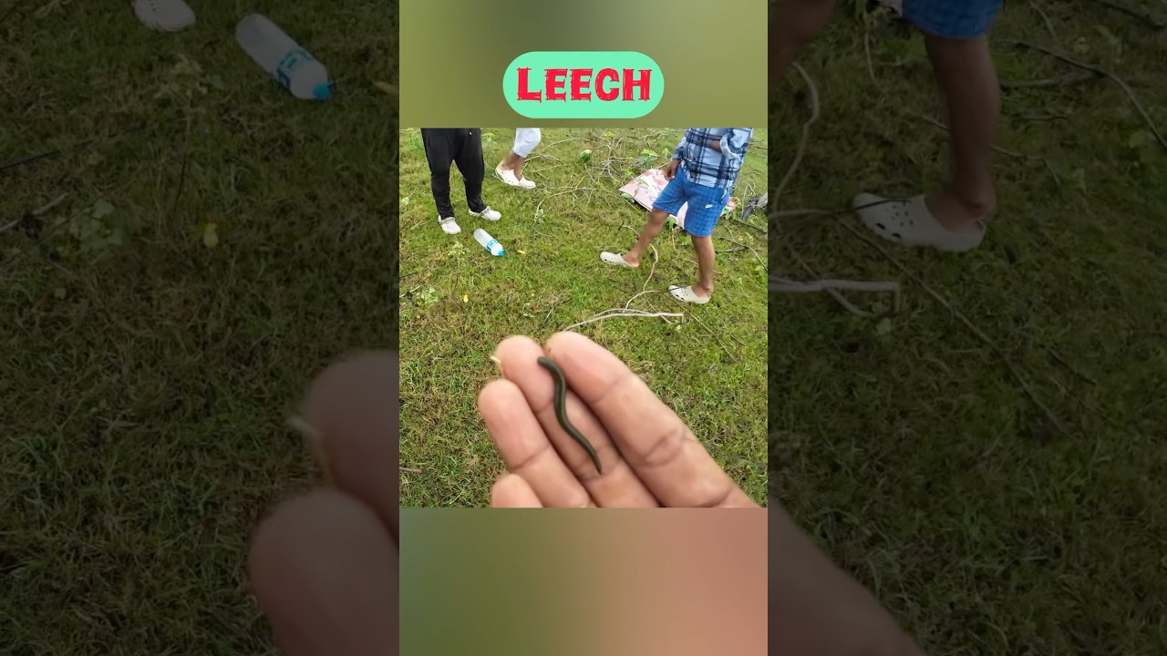 Leech🪱 #shorts #short #shortsfeed #ytshorts #fishing #viralvideo #trending
