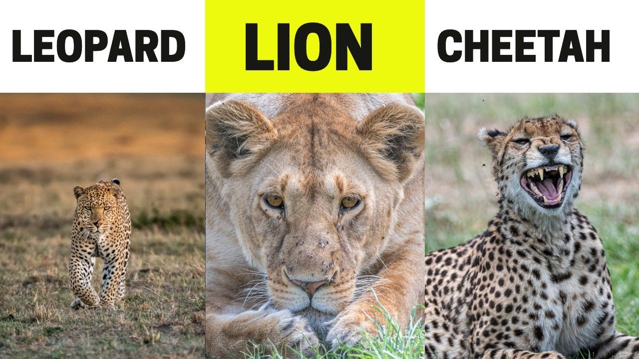 Wildlife Photography in Africa: 9 Big Cats Photographing Tips