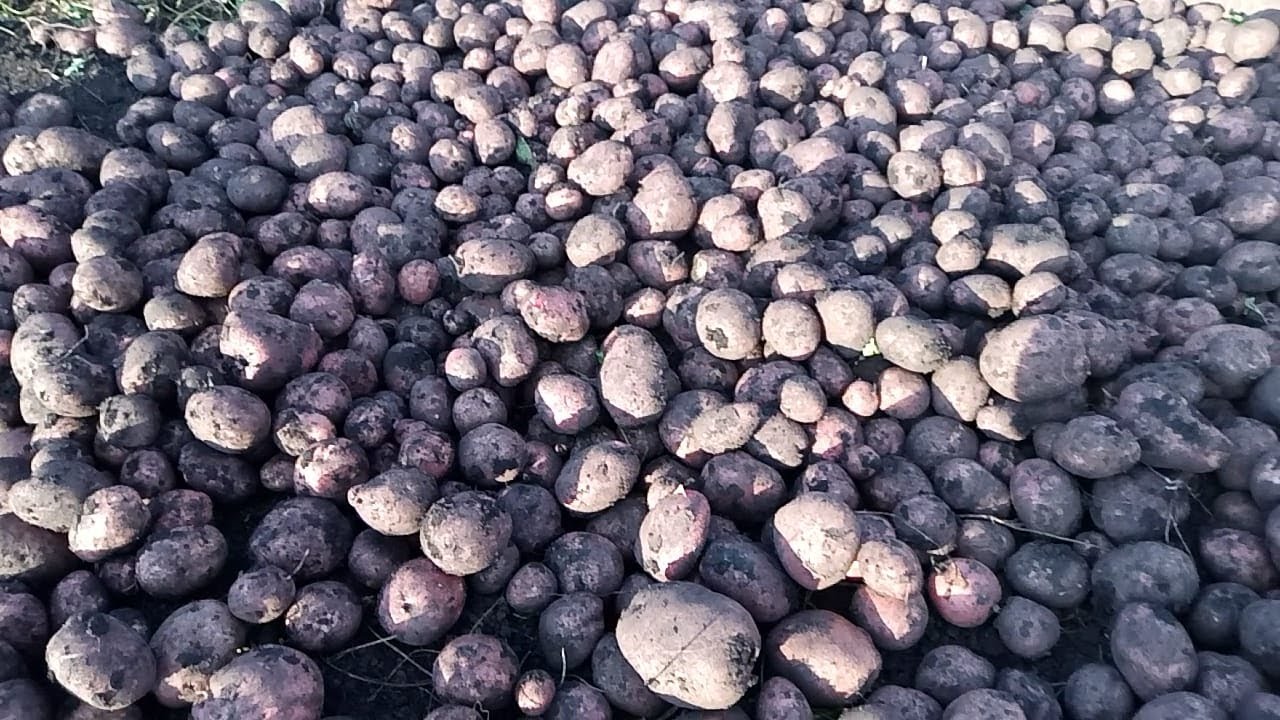 Урожая в ДВА раза больше! Секреты посадки картофеля!