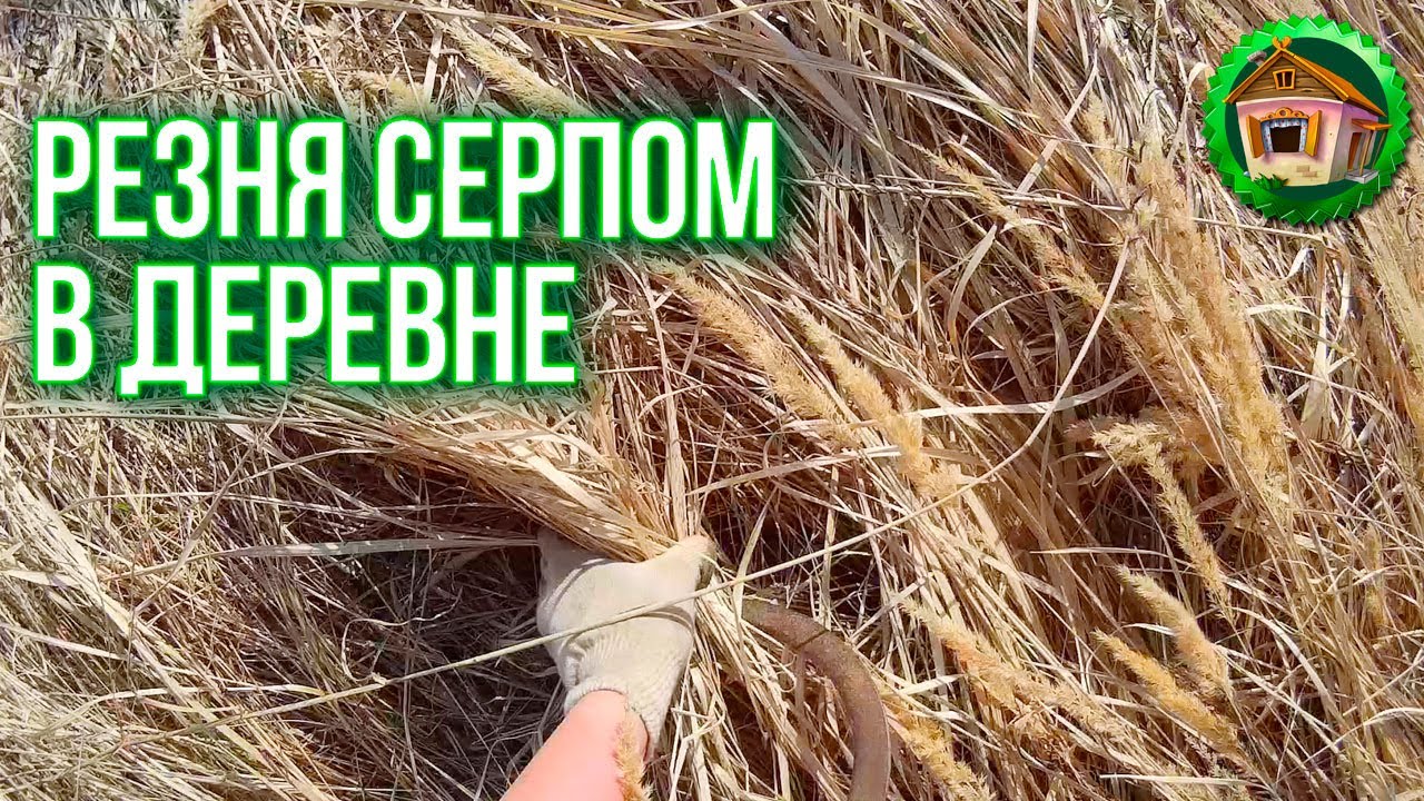 Резня в деревне серпом. Мульчирование Соломой Смородины. Дом в Деревне. 11 серия