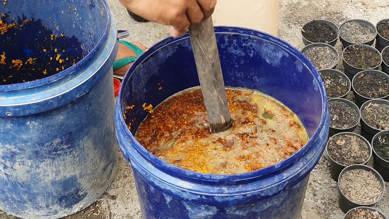 Cara Mudah Mengolah Urine Kambing Menjadi POC dan Pestisida Nabati