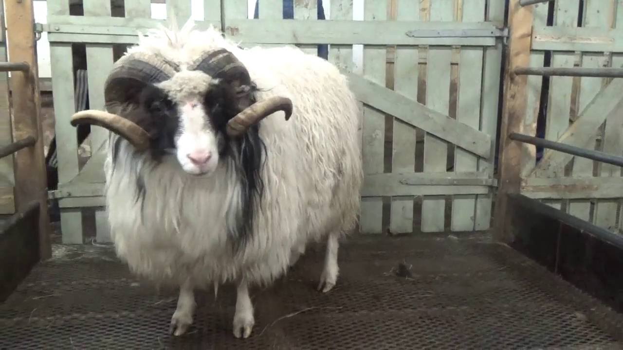 Sey&eth;ur nr  11 &iacute; 2016