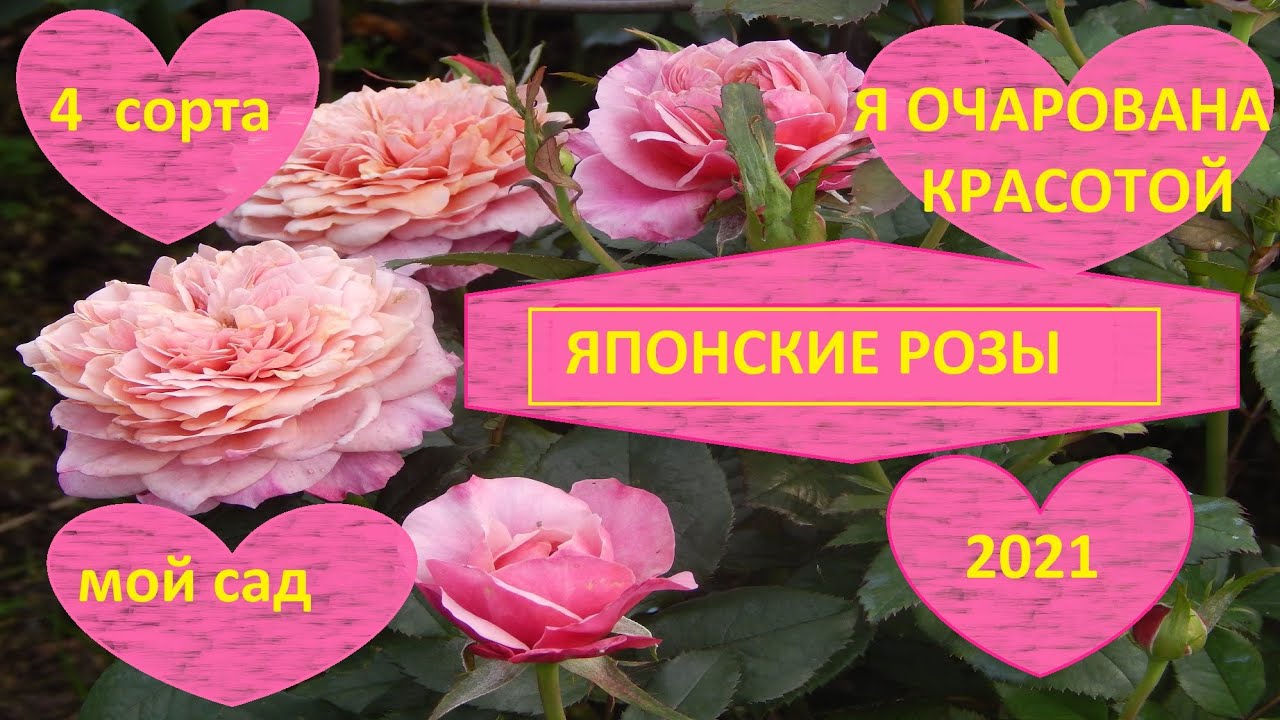 ЯПОНСКИЕ РОЗЫ.СТОИТ ЛИ САЖАТЬ,КАК РАСТУТ В МОЁМ ХОЛОДНОМ СЫРОМ САДУ.