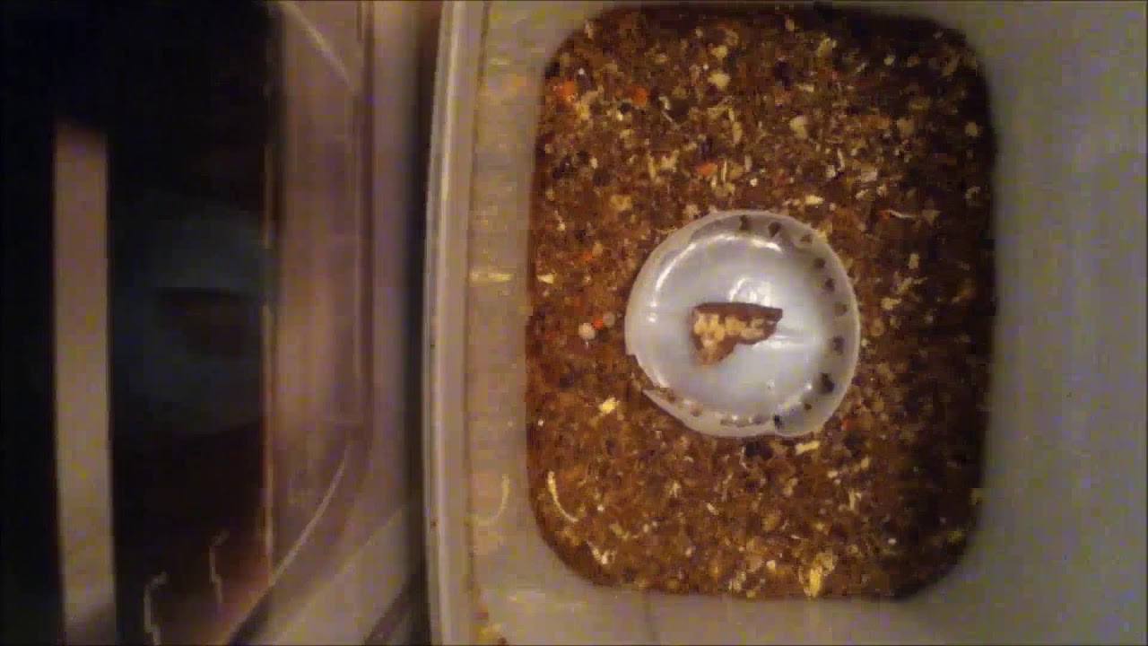 Dermestids: Attagenus unicolor Time-Lapse #20