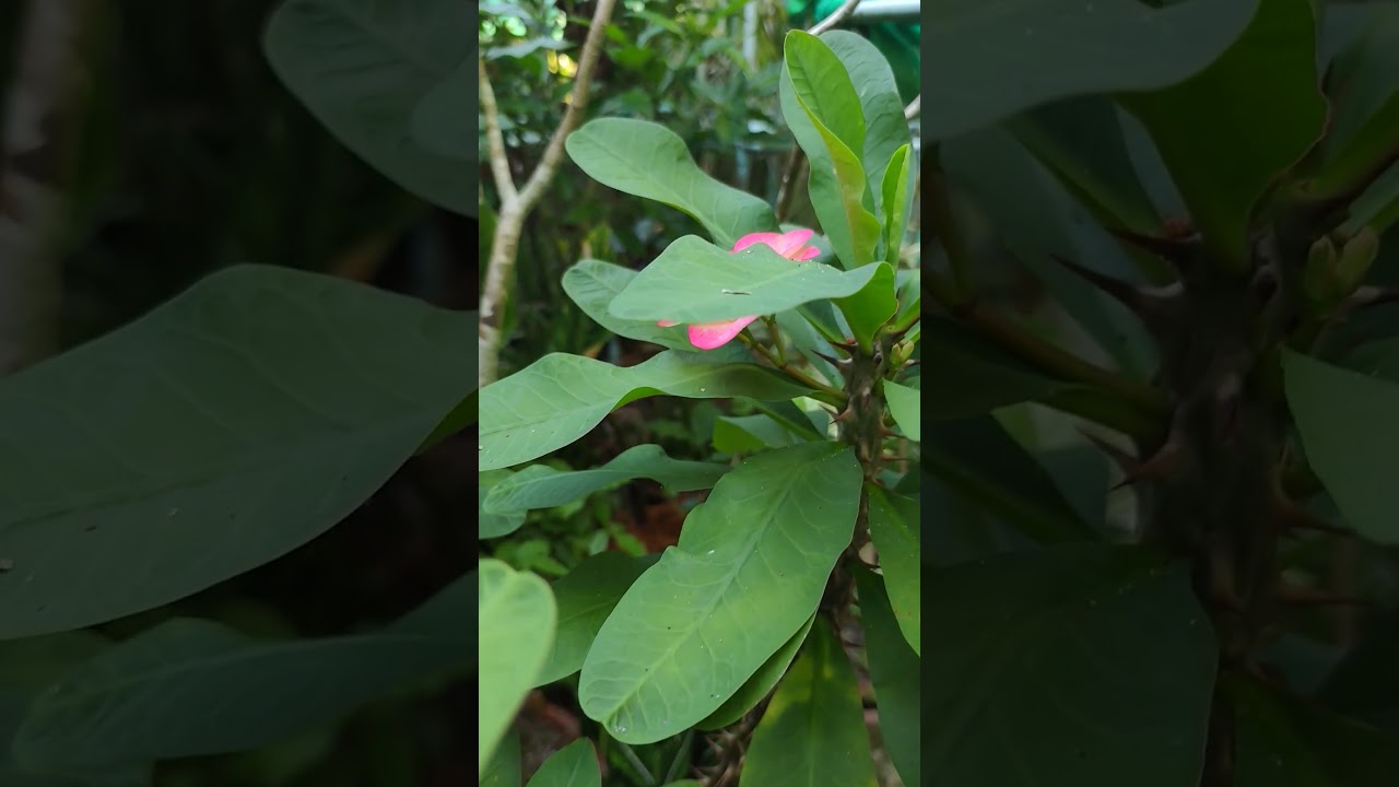 Kiss me quick is flowers 🌷 #fypシ #garden #quick #flowers #song #views #flowery