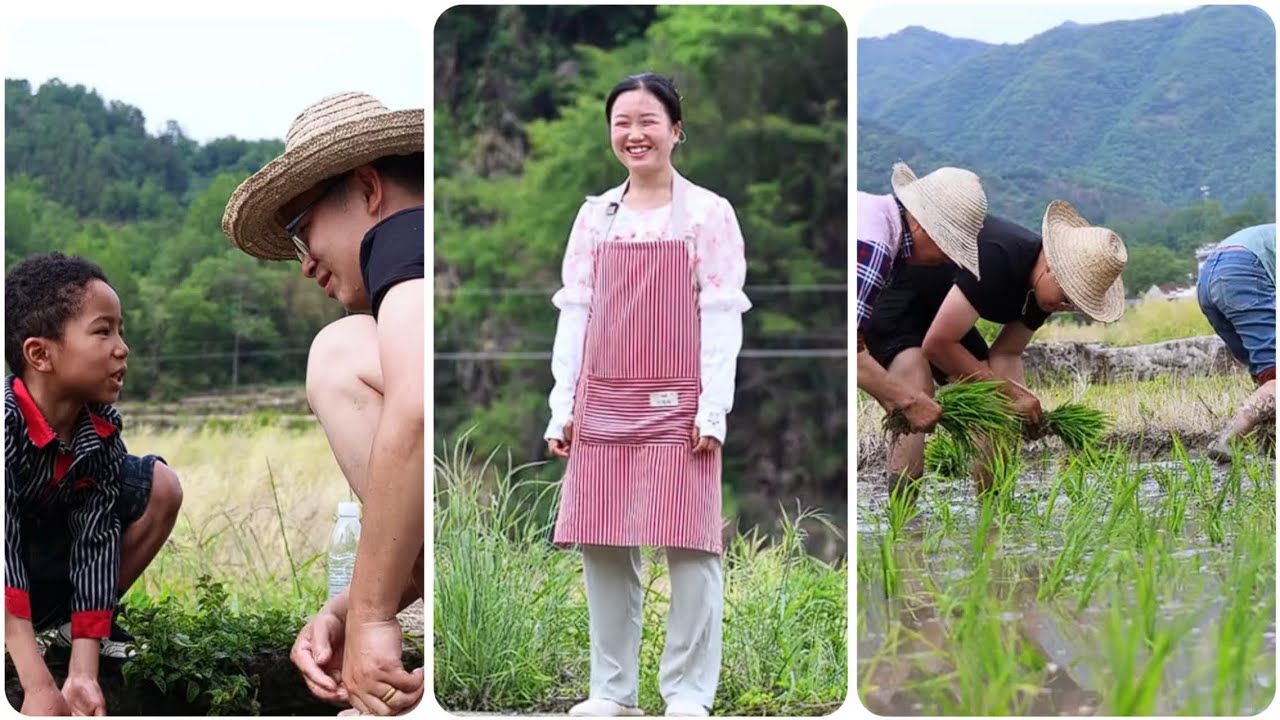 Grandpa's waist is uncomfortable, so Lao Li took his father to help Du Bin transplant rice.