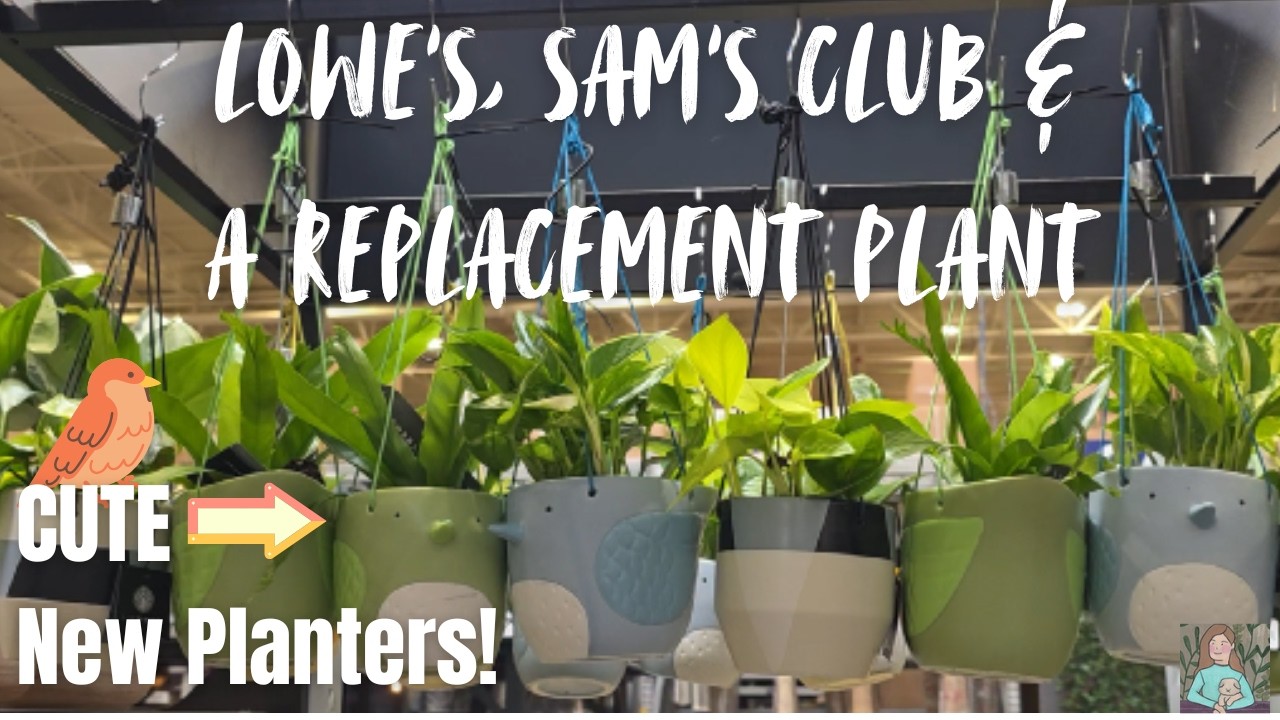 Lowe’s Had New Planters, Sam’s Had Plants… and My Sansevieria Needed To Be Replaced