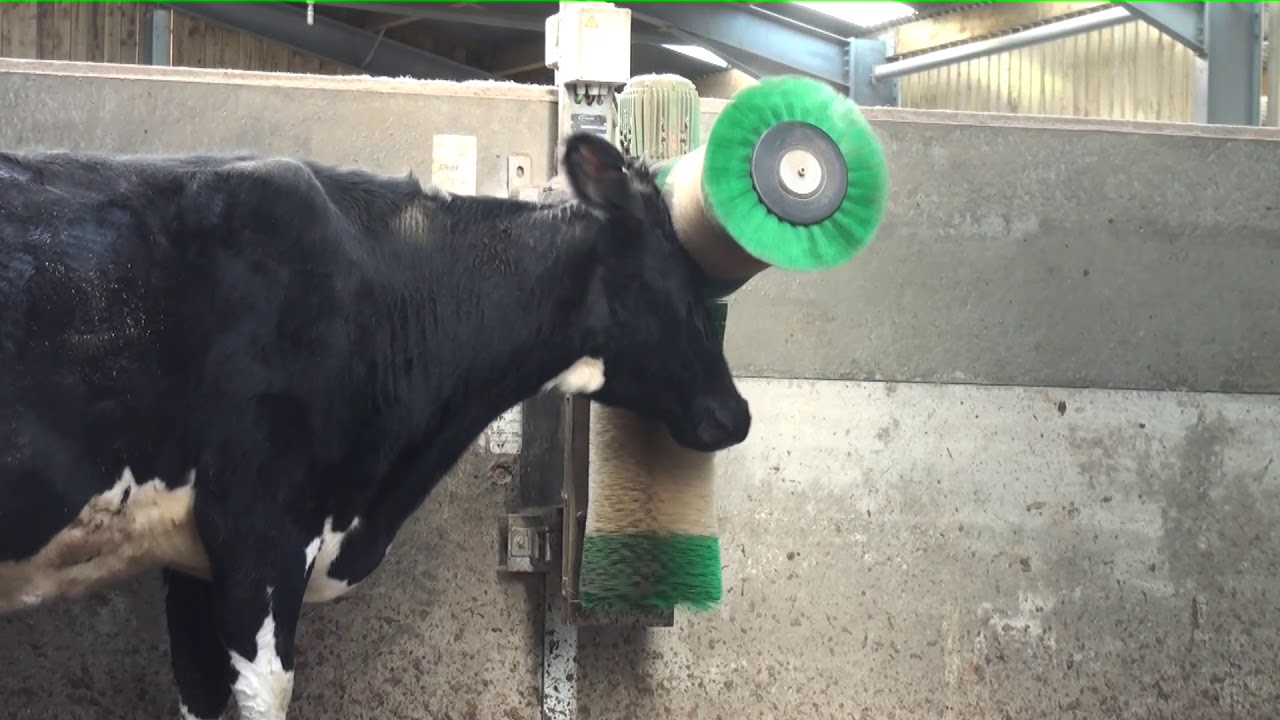 Cow Using Artificial Scratch Post